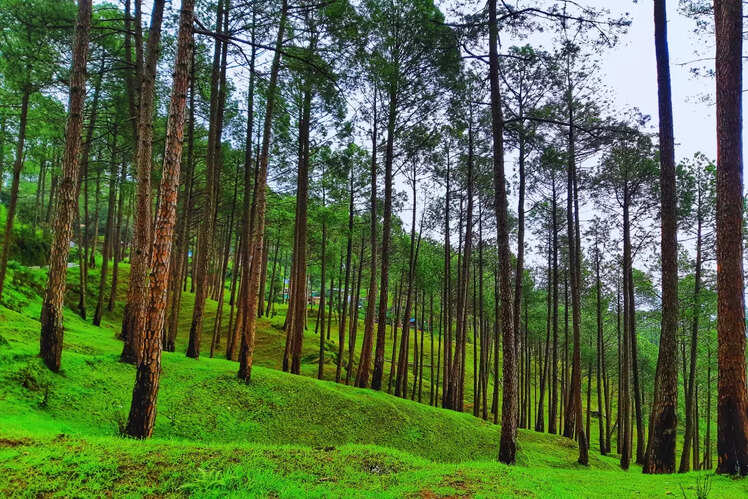 Ranikhet