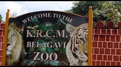 Belagavi mini zoo draws crowds with tiger safari and more