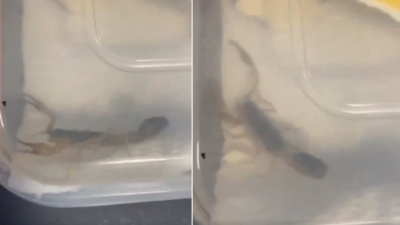 Watch: College student discovers live scorpion in parcel