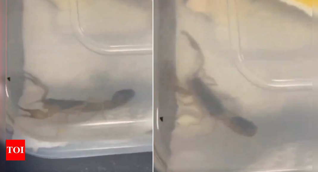 Watch: College student discovers live scorpion in parcel