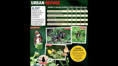 High temp hits butterfly count, but it’s not all bad