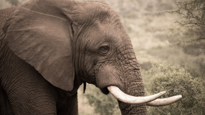 Jumbo goes on rampage, kills 1