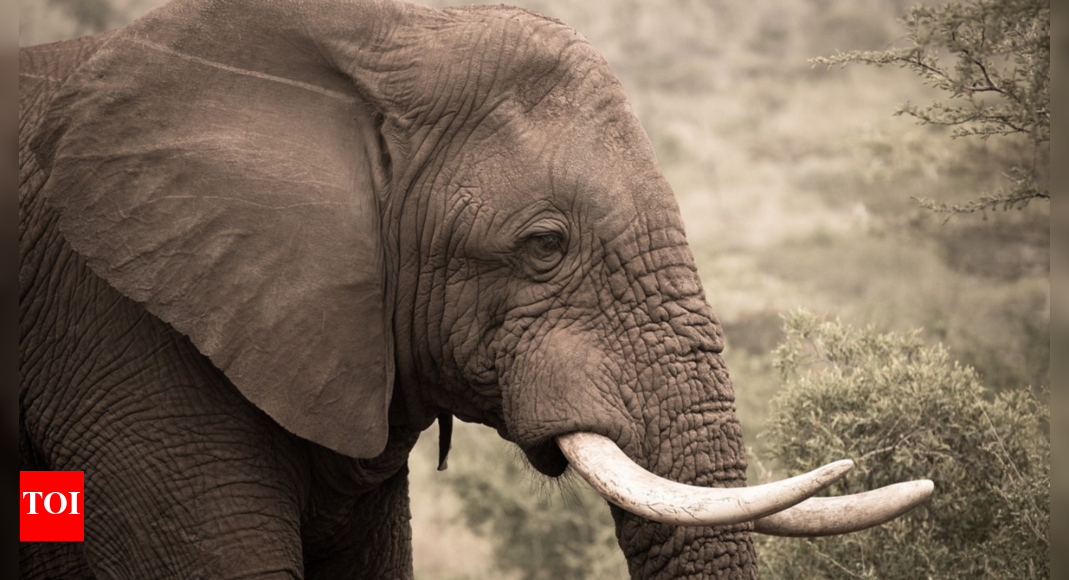 Jumbo goes on rampage, kills 1 | India News - Times of India