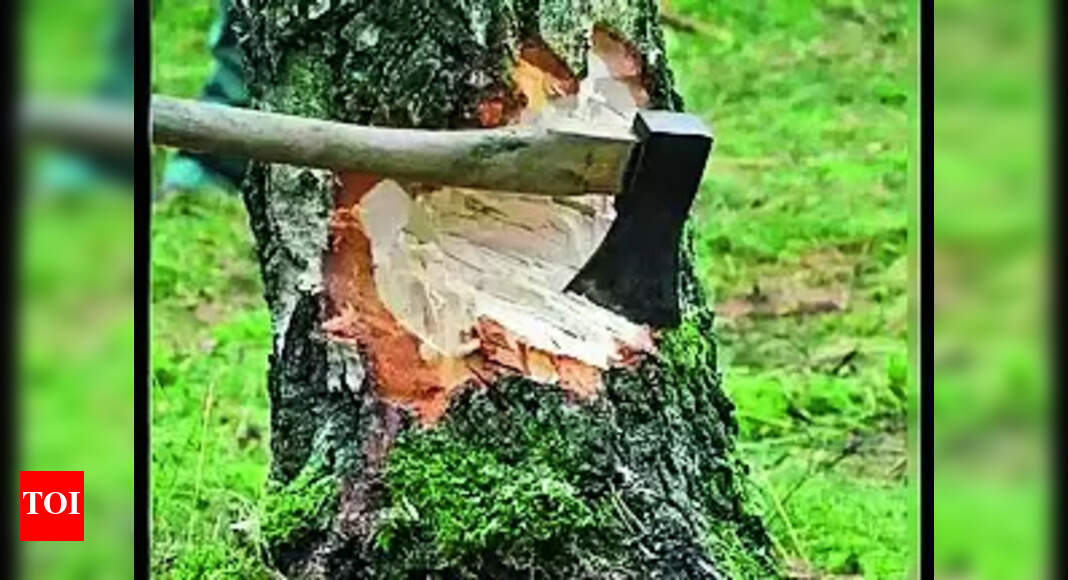 Northeastern India Faces Alarming Tree Cover Loss: Urgent Action Needed ...