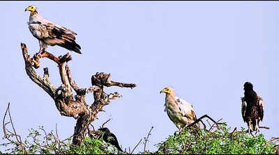 Egyptian vultures fly over 1.6k km to spend winter months in Rajasthan