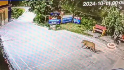 Almora: Leopard Intrudes Police Station in Almora: Shocking CCTV