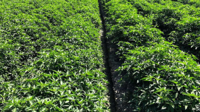 ‘Excessive fertiliser use, nutrient imbalance threaten Punjab’s soil health’