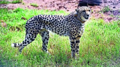 Kuno Cheetahs likely to be back in wild by October-end