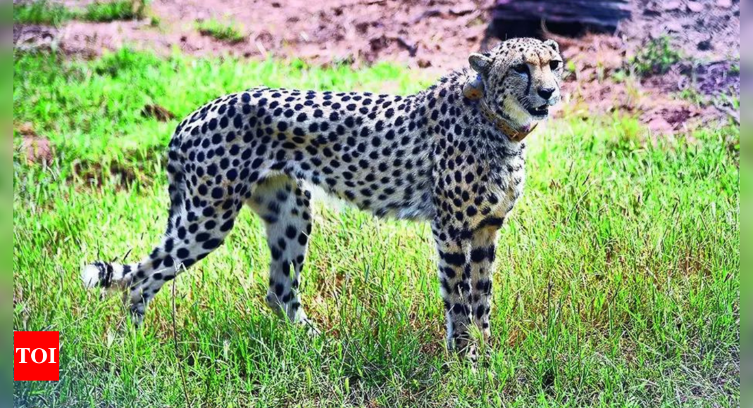  Kuno Cheetahs likely to be back in wild by October-end | India News - Times of India