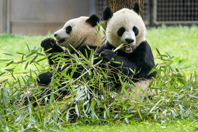 Washington's National Zoo welcomes two giant Pandas from China