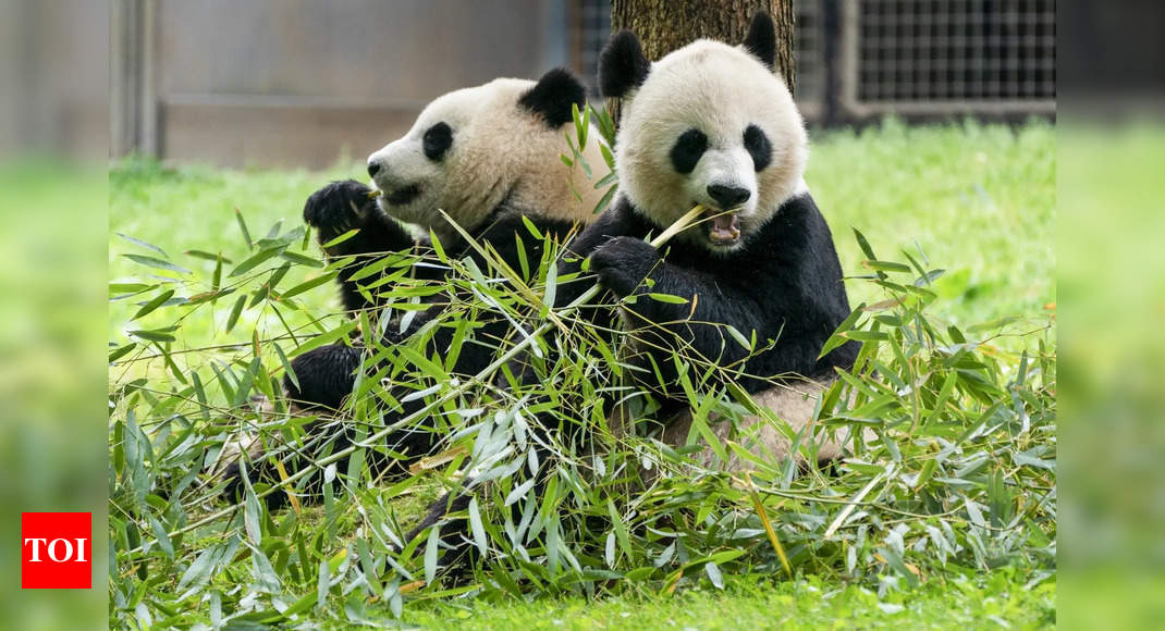 National Zoo Welcomes New Giant Pandas