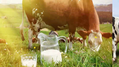 5 Benefits offered by cow milk and why 1 cup of it is a must for everyone