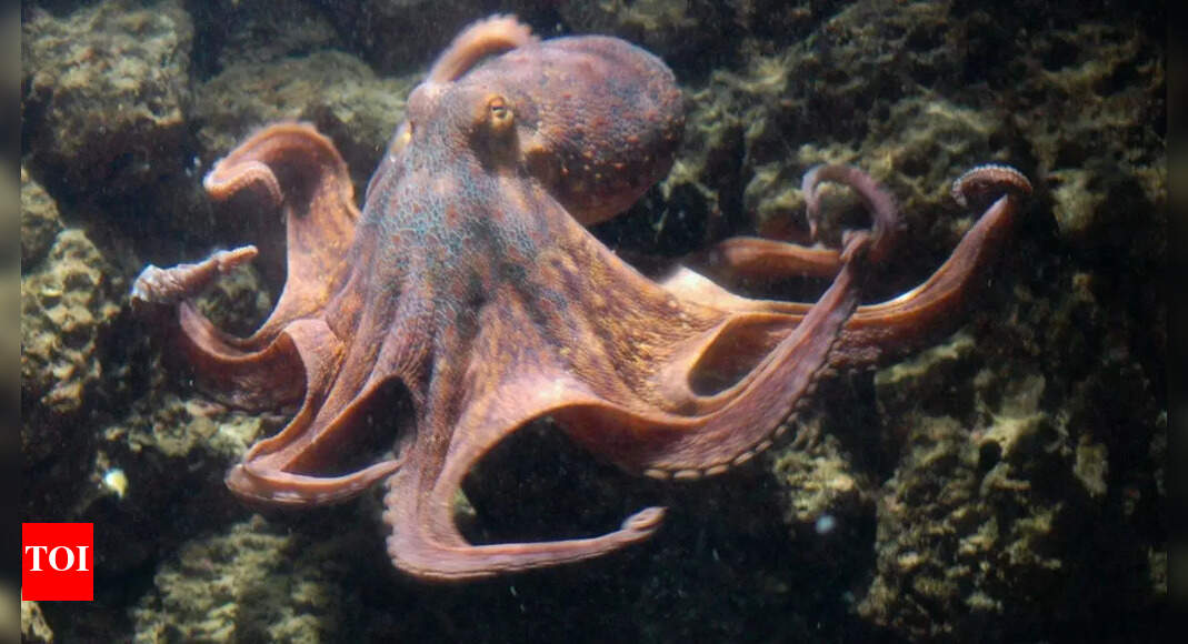 330 million year old fossil discovery shows this animal lived long ...