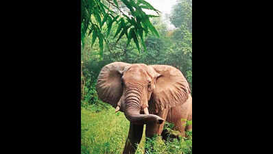 Union minister, experts assess condition of Shankar at zoo