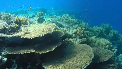 Coral reefs: What they are, why they are dying, and those on the brink of extinction