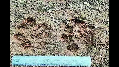 ‘Tiger on prowl’ in Tandwa, locals told to be vigilant