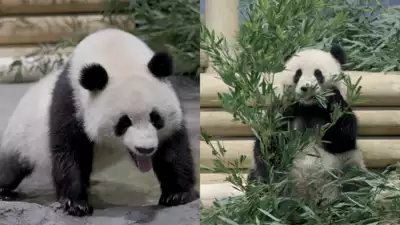  Two giant pandas Bao Li and Qing Bao arrive in Washington National Zoo