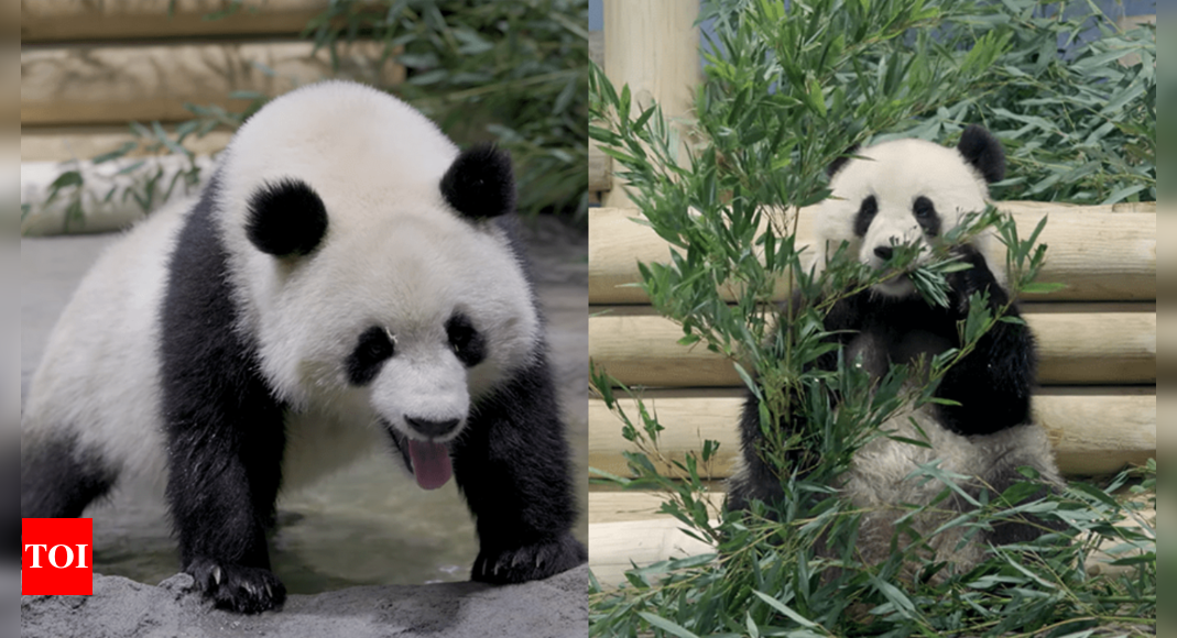 Watch: Two giant pandas Bao Li and Qing Bao arrive in Washington National Zoo – Times of India