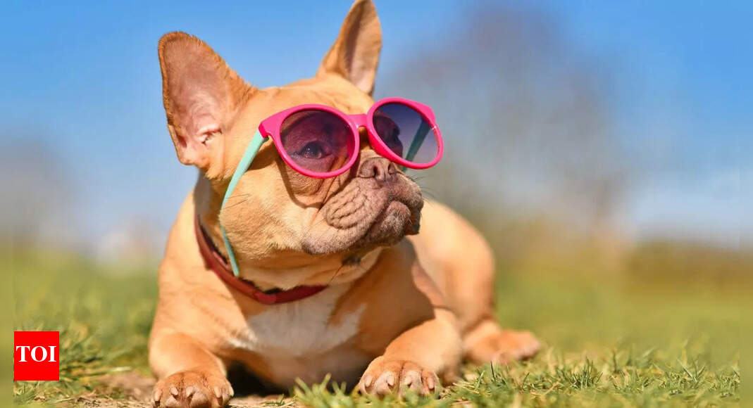 Stylish dog breeds Top 10 stylish dog breeds that turn heads