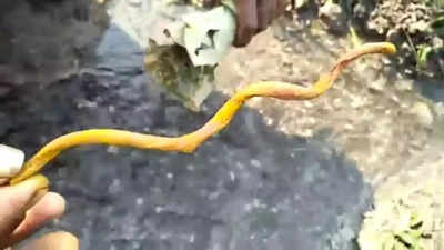 Medicinal plant Garuda Sanjeevani that moves like a snake in rivers