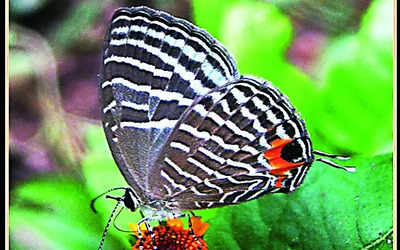 Kaziranga National Park records 446 butterfly species