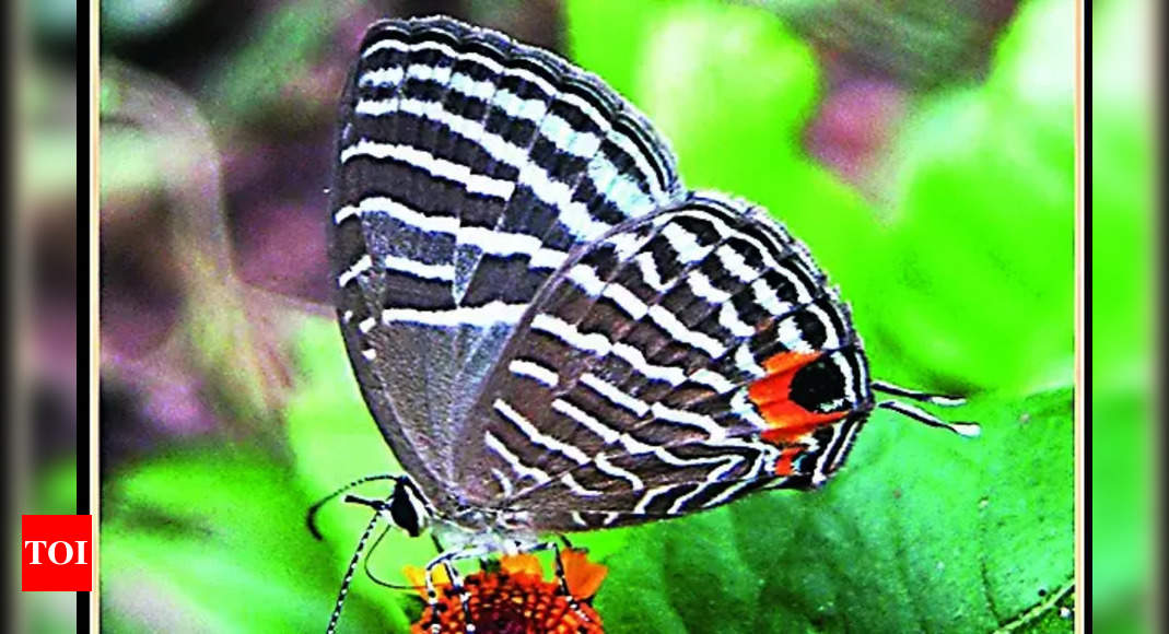 Kaziranga National Park records 446 butterfly species – Times of India