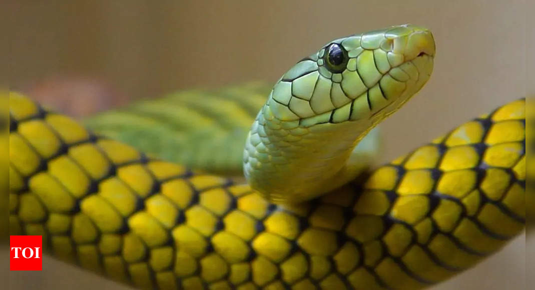 Wildlife Rescuer Revives Snake with CPR