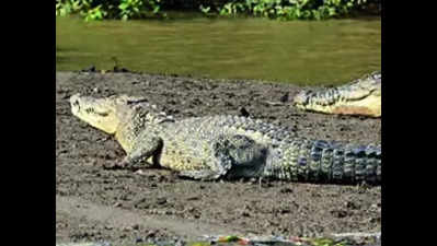 Croc attack takes the life of the K'pada man