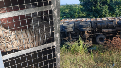 Wildlife transport truck overturns in Nirmal, Telangana, crocodile captured safely