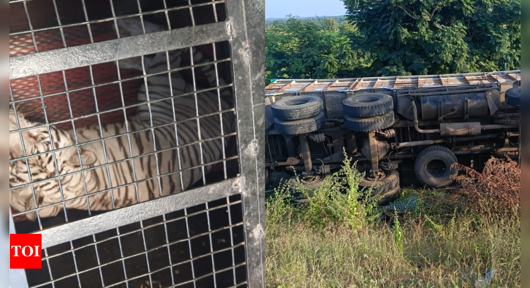 Wild animal transport Lorry overturns in Telangana’s Nirmal district, crocodiles safely captured | Hyderabad News