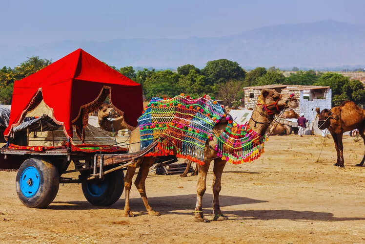 Pushkar Camel Fair, Rajasthan