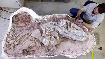 237-million-year-old fossil offers clues to dinosaur evolution