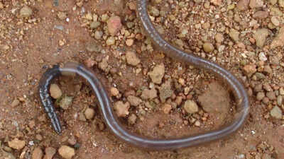10 facts about earthworms and their role in supporting healthy ecosystem