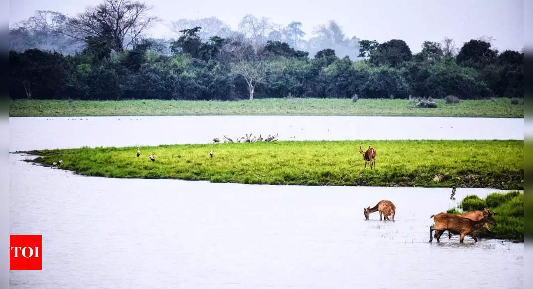 This National Park is India's second butterfly biodiversity hotspot with 446 species - Times of India