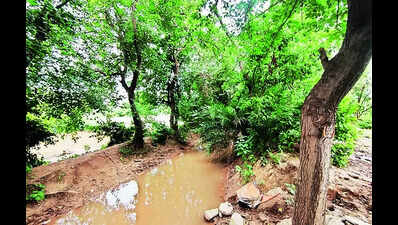 NGT issues notice to Pb govt over canal revamp