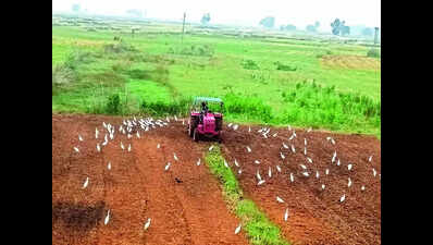 Shortage of groundnut seeds hits K’pada, Jajpur farmers