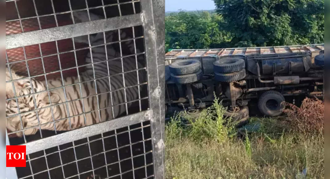 Lorry with zoo animals overturns, two gharials escape, caught later in Telangana | Hyderabad News