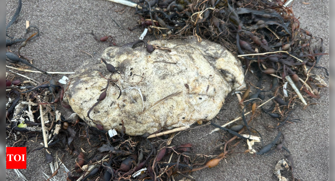 Newfoundland residents discover strange 'white blobs' washing up on beaches