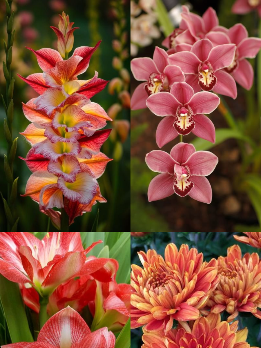 10 Beautiful Flowers That Symbolise Power Times Now