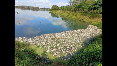 Over 1k fish dead in lake; locals suspect sewage, waste plant leachate