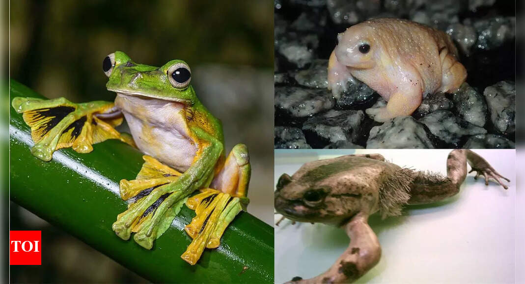 Explore the 10 weirdest frogs in the world | - Times of India