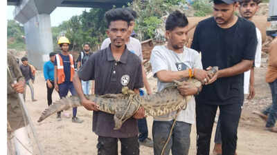 Crocodile found at Bullet Train project site in Gujarat