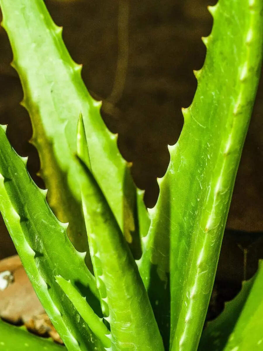9 reasons why the 'Aloe vera' plant is a complete blessing Times of India