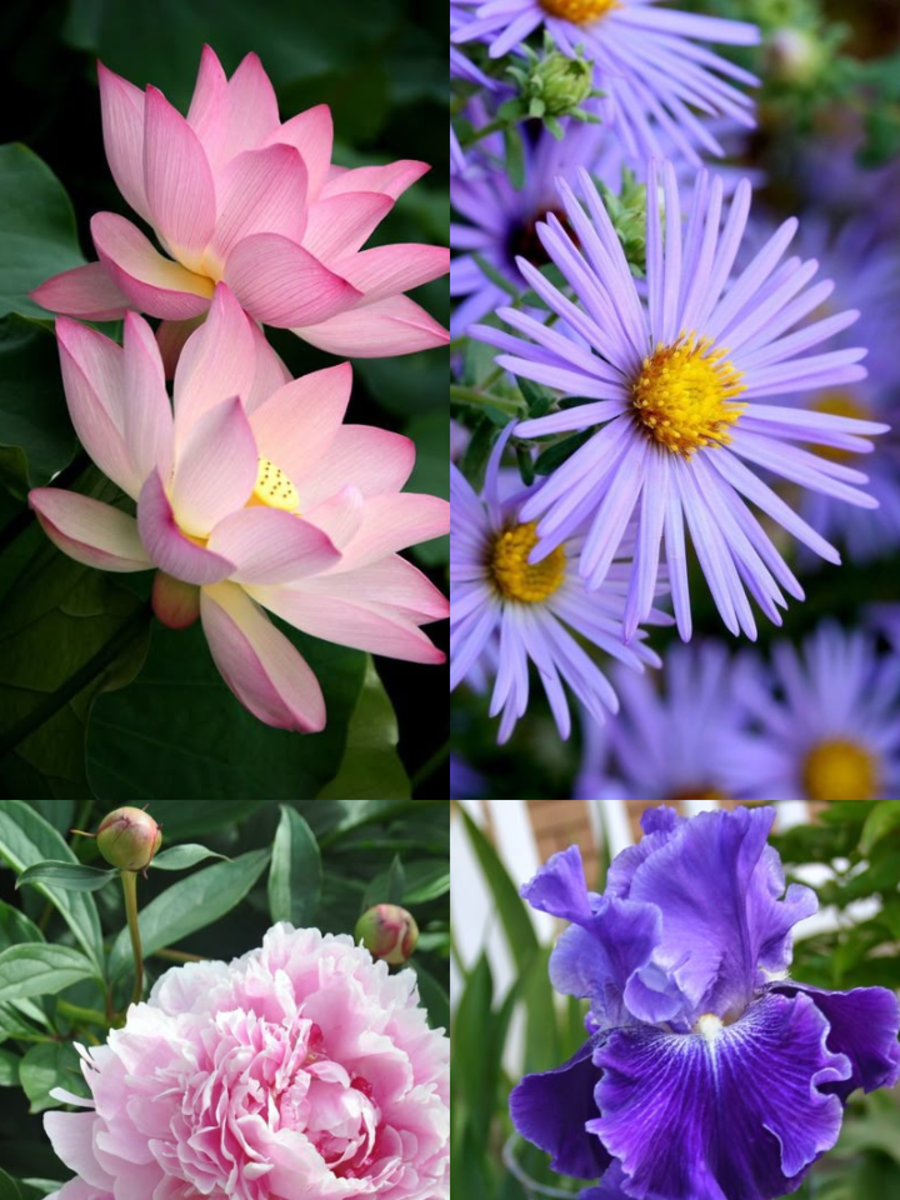 10 Beautiful Flowers That Symbolise Courage Times Now