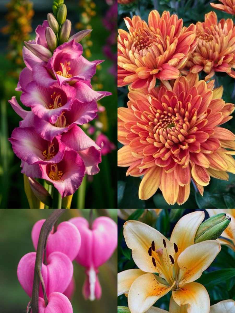 10 Beautiful Flowers That Symbolise Pain Times Now