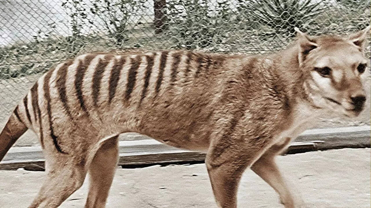 未使用！ TASMANIAN TIGER Tasmanian tiger that went extinct in 1936, may come back because