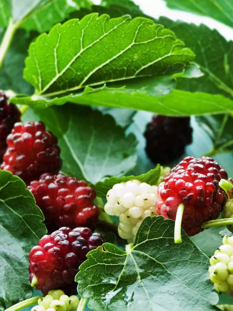 How to grow Mulberries in the home garden or balcony Times of India