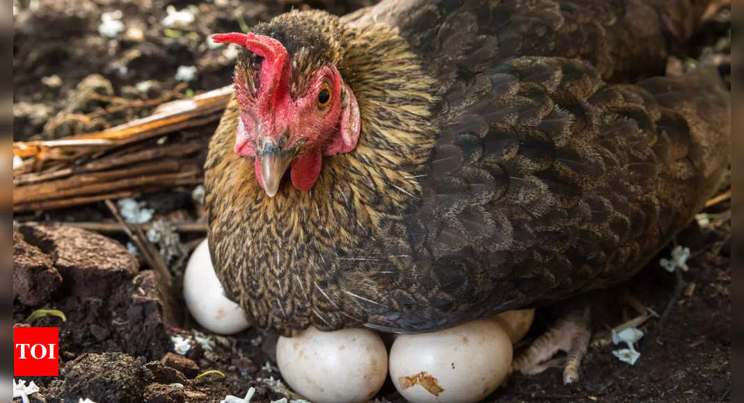 What came first? Chicken or an egg? Science finally has an answer