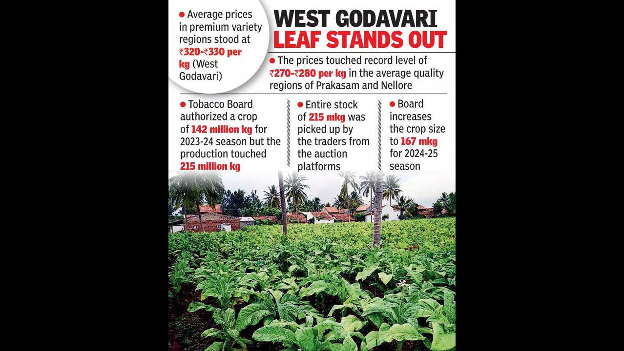 Record Tobacco Prices Drive Profits for Andhra Pradesh Growers | Vijayawada  News
