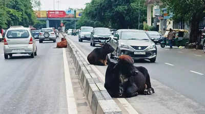 Civic bodies catch 88 stray cattle